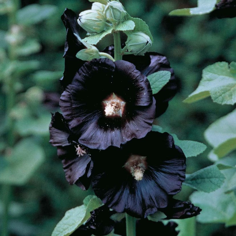 Black Hollyhock, 30 Seeds