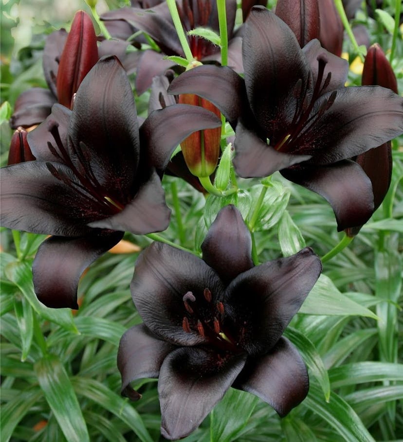 Nightrider Asiatic Lilies