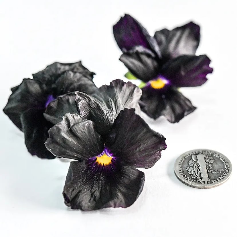 Black Devil Pansy Seeds