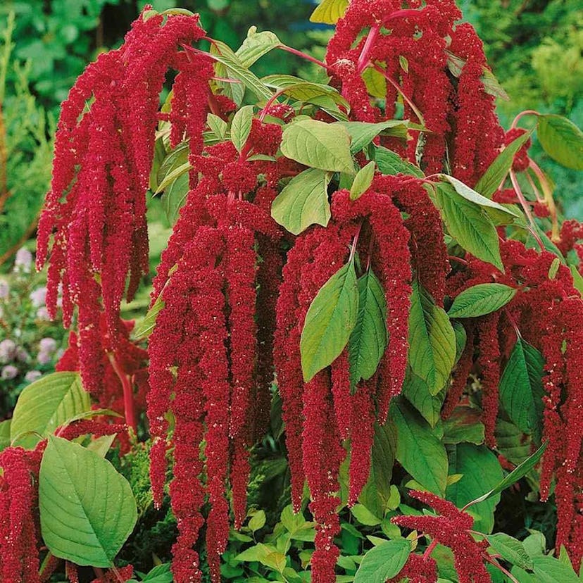 "Love Lies Bleeding" Amaranthus