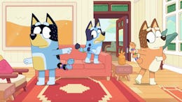 Bandit, Bluey, and Chilli in their living room with hair ties around their tails.