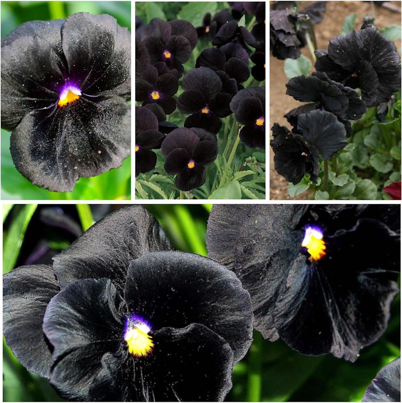 Black Crystal Pansy Seeds