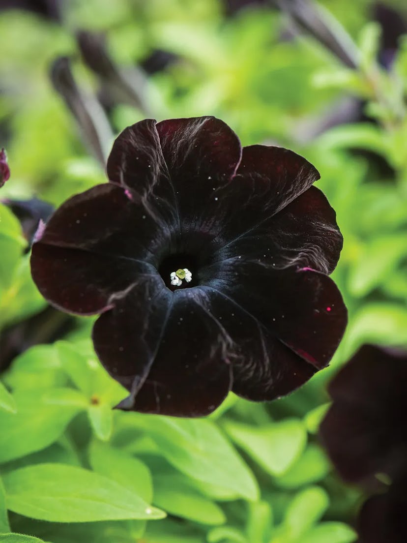 Black Cat Petunia 4-Plant Bundle