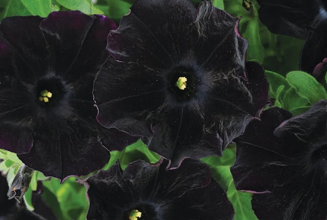 Black Cat Petunias are one variety of moody black flowers.