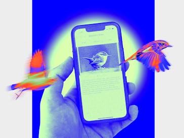 The Cornell Lab of Ornithology's free Merlin Bird I app for iPhone uses AI to help identify birds vi...