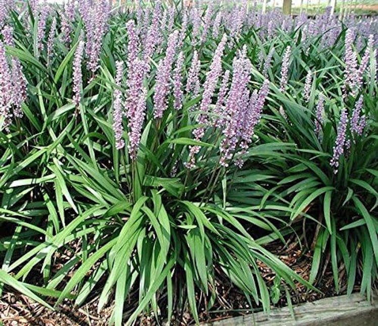 Florida Foliage Goddess Liriope Muscari (3-Pack)