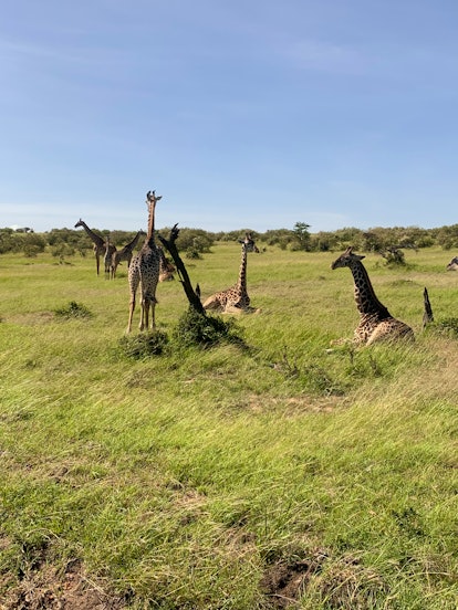 Giraffes in Masai Mara.