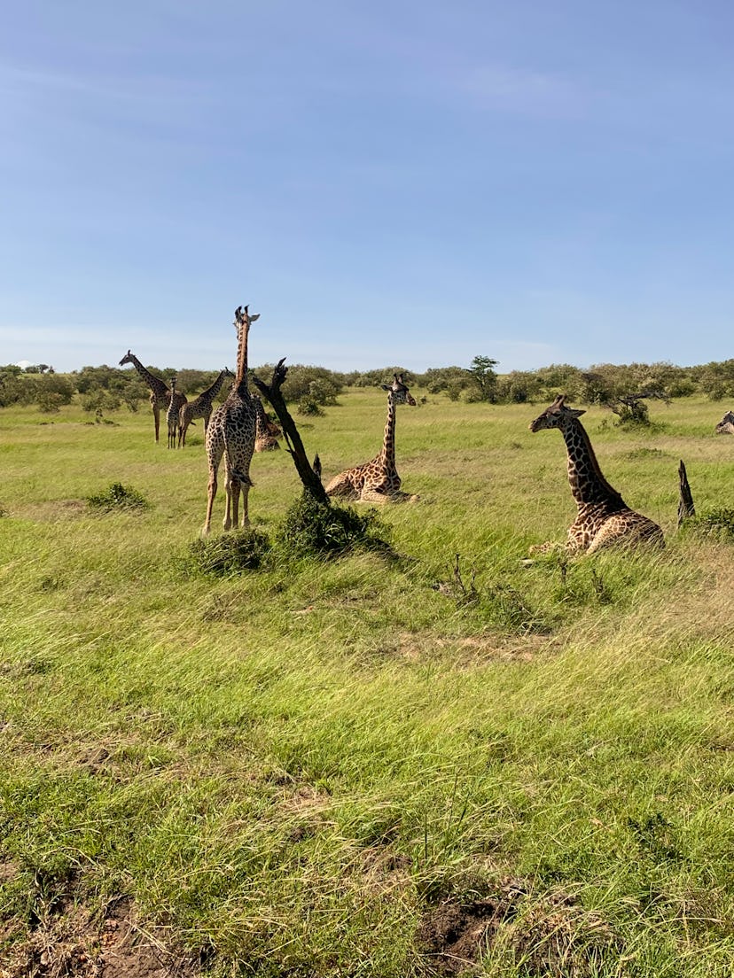 Giraffes in Masai Mara.