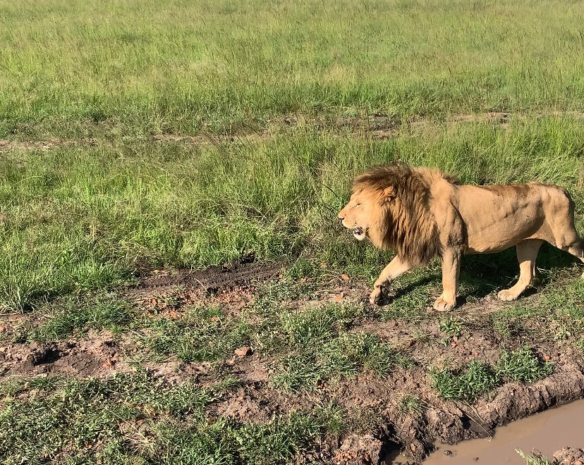 A lion in Masai Mara.
