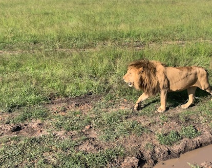 A lion in Masai Mara.