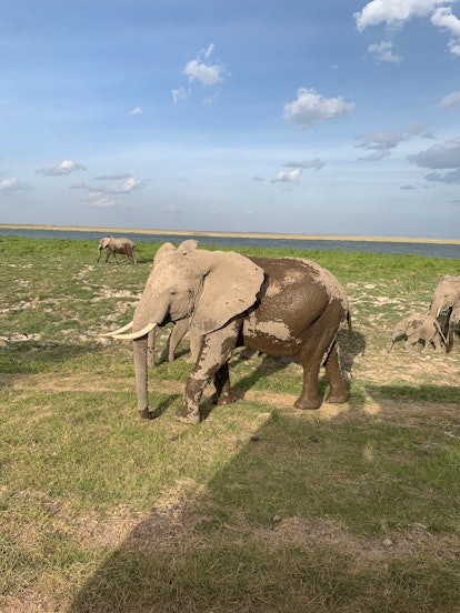 One must-see in Masai Mara: the baby elephants.