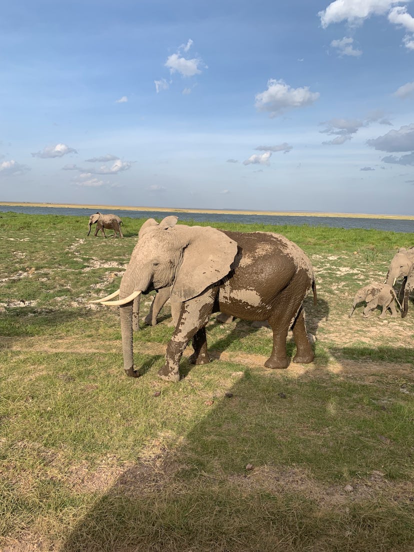 One must-see in Masai Mara: the baby elephants.