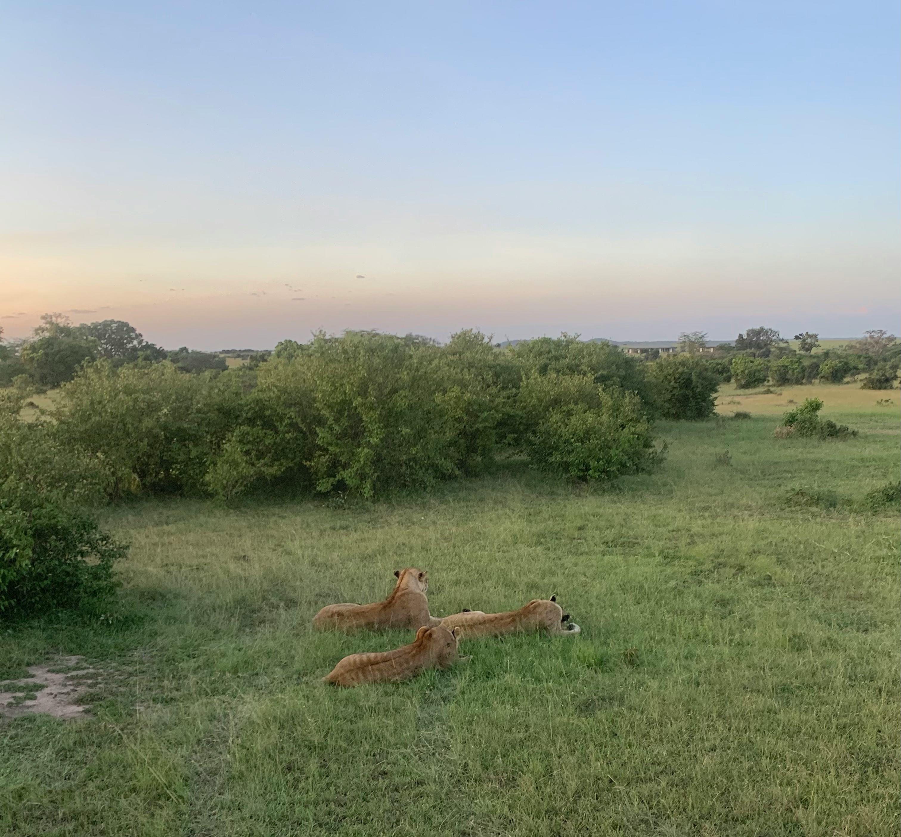Animals lounged, seemingly unbothered, near my safari tour group.