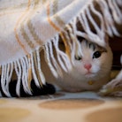 A cat hides under the bed.