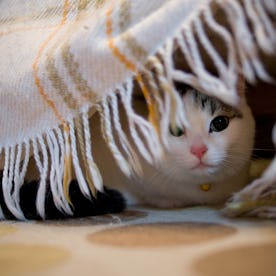 A cat hides under the bed.