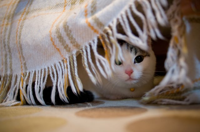 A cat hides under the bed.