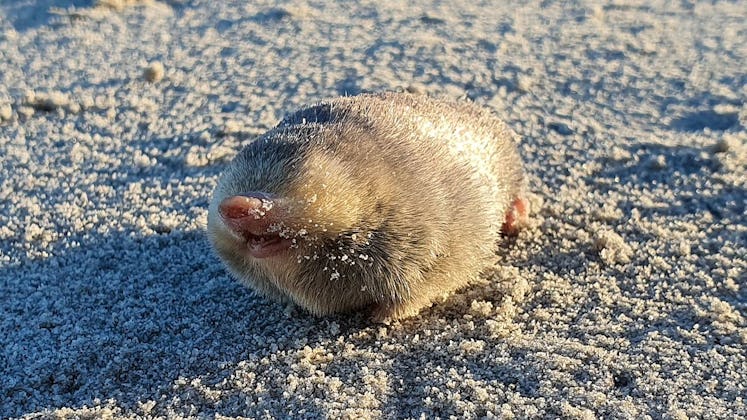 A small mole with blonde hair and no eyes.