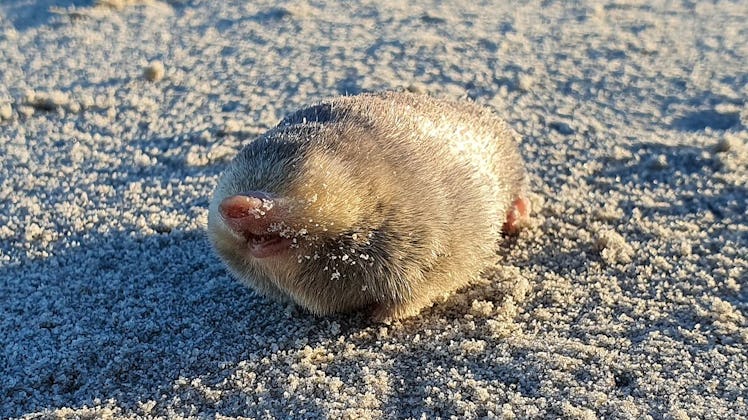 A small mole with blonde hair and no eyes.