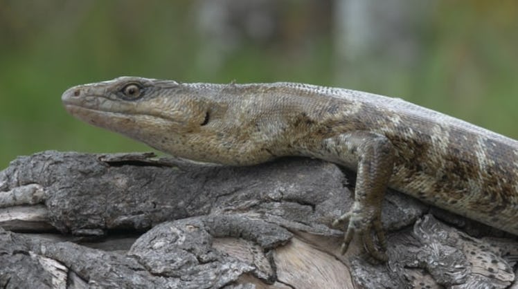 A profile of a lizard.