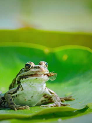 Netflix's new docuseries 'Our Living World' comes just in time for Earth Month.