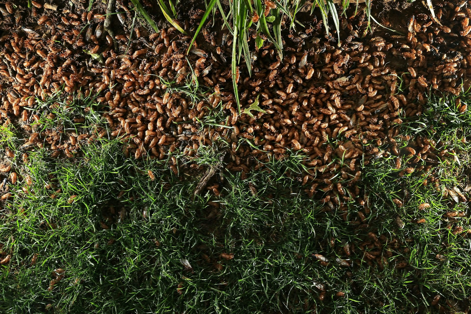 “Only Once Every 221 Years:” How Scientists Predict This Rare Clash of Cicada Broods Will Go Down