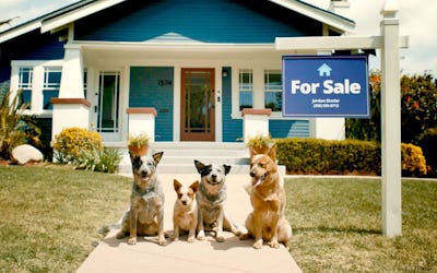 Four dogs sitting in front of a house with a "For Sale" sign on the lawn.