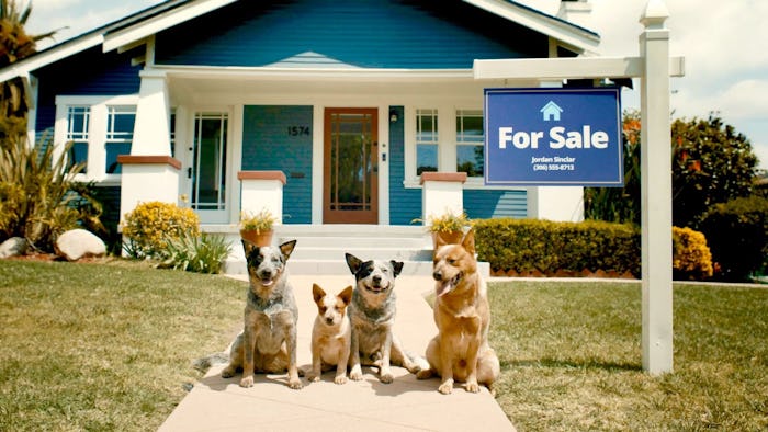 Four dogs sitting in front of a house with a "For Sale" sign on the lawn.