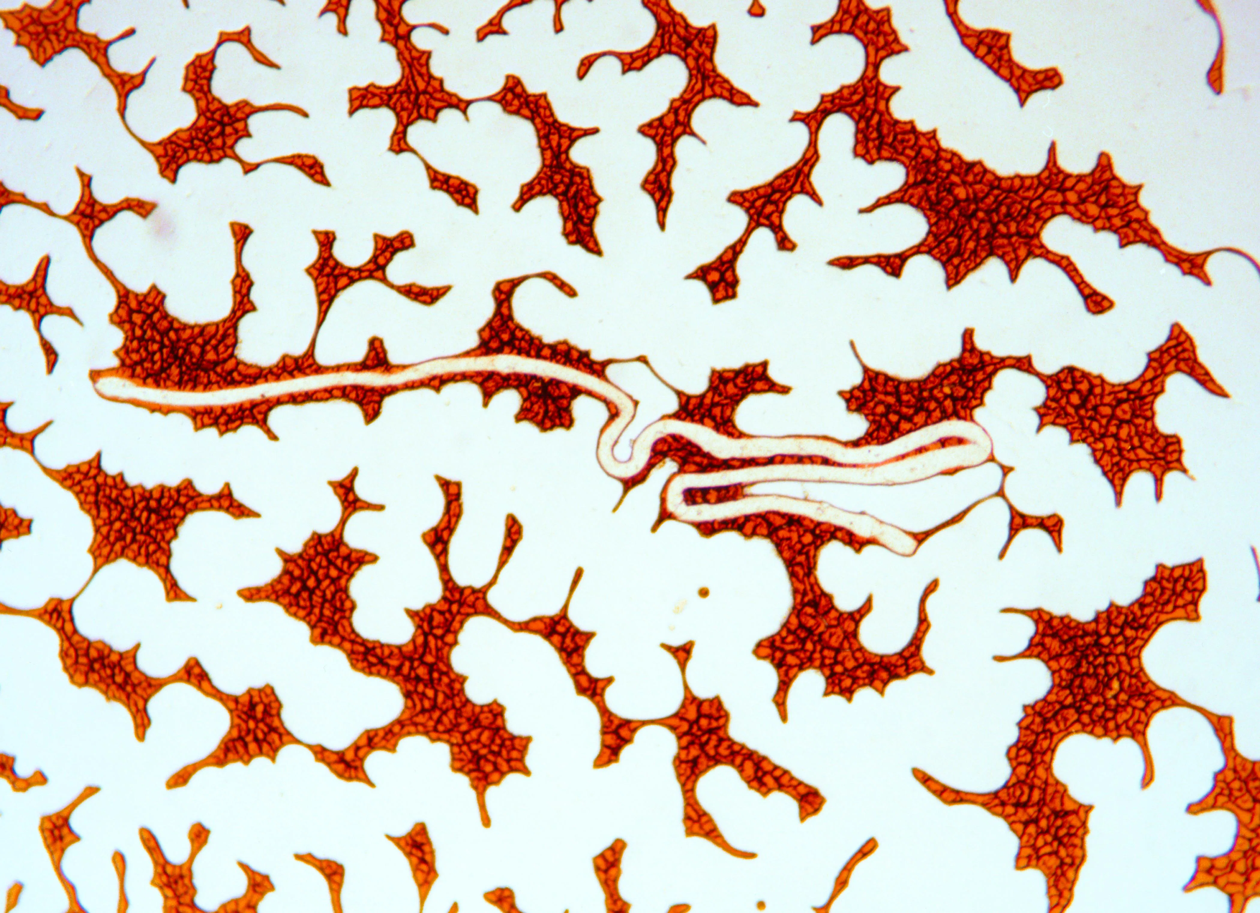 Frank Lebon's 'One Blood' Photo Book Pairs Portraiture With Platelets