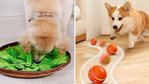 Clever Things That Make Your Dog Behave So Much Better With Almost No Effort