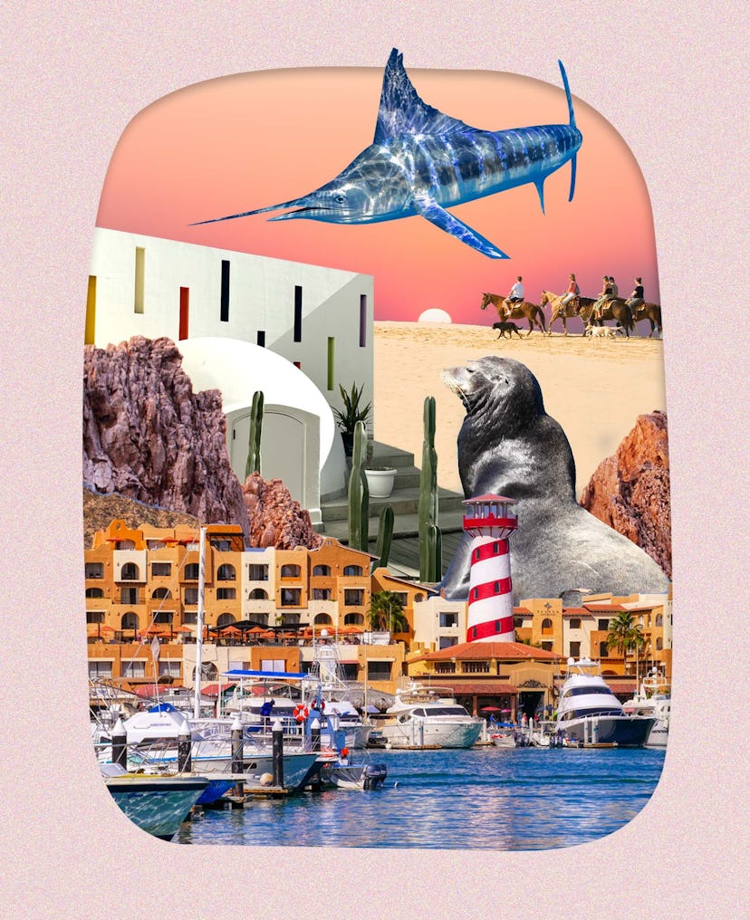 excursions in cabo mexico