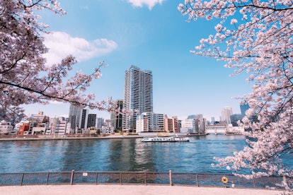 Beautiful cherry blossoms at the Sumida River in Tokyo