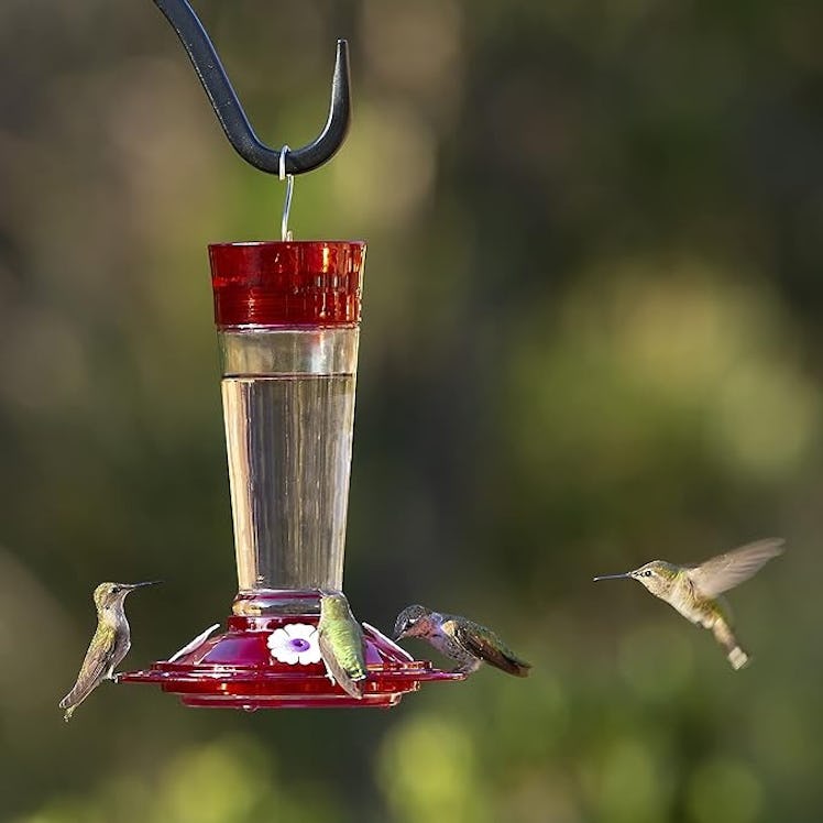 More Birds Bird Health+ Ruby Hummingbird Feeder