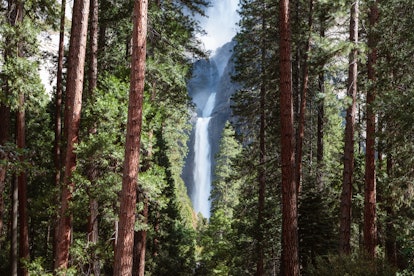 Lower Yosemite fall and forest in Yosemite National Park, California