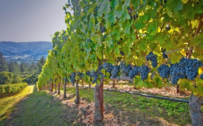 Vineyard near St. Helena, California, in Napa Valley