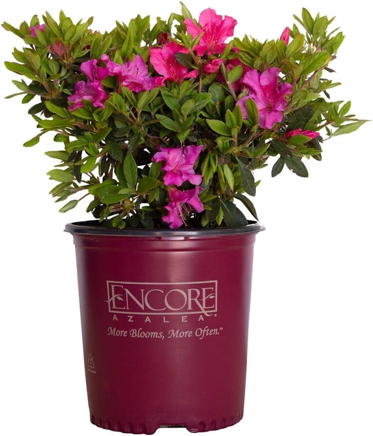 Encore Azalea Autumn Sangria Pink Flowering Shrub (2 Gallon) 