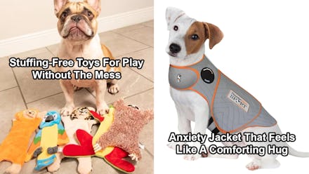 These cheap things make your dog behave better with almost no effort 