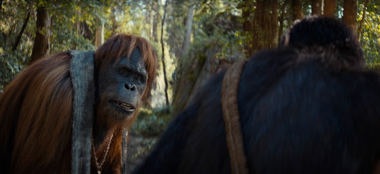 Raka, the best orangutan, in 'Kingdom of the Planet of the Apes.'