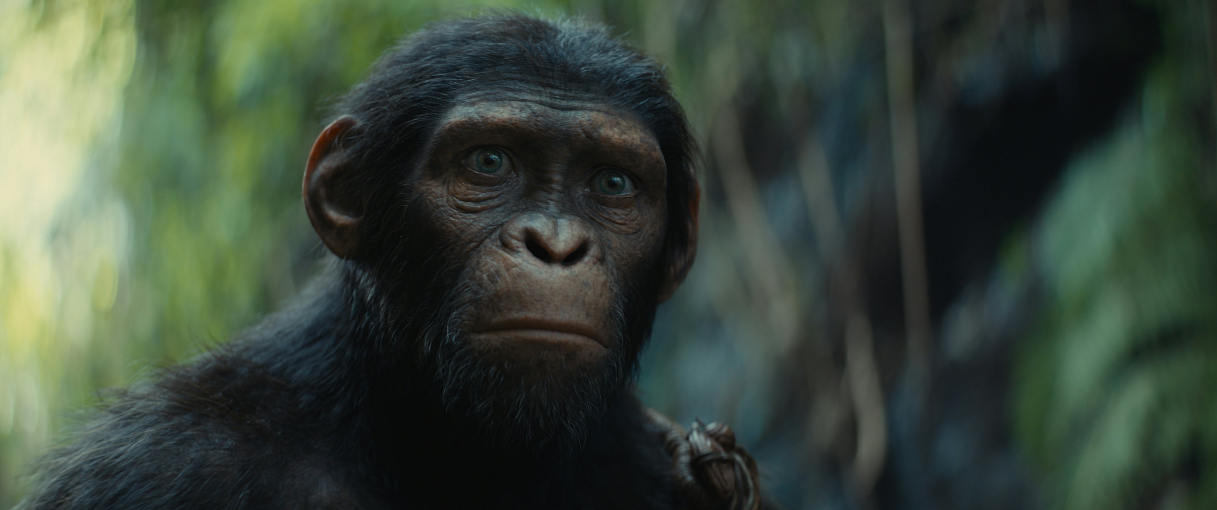 'Kingdom of the Planet of the Apes' Raises the Question: How Intelligent Are Apes?