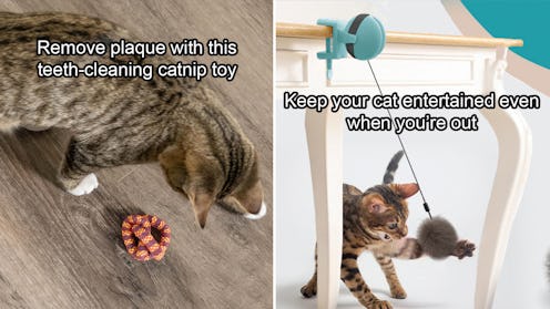 If You Have A Cat, These Clever Things Will Make Your Life Easier