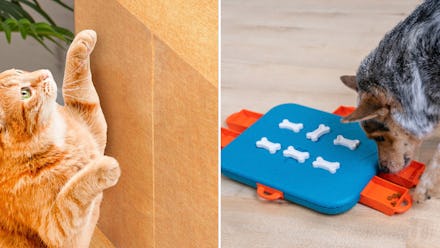 TRAINERS & VETS LOVE THESE GENIUS THINGS ON AMAZON THAT GET PETS TO BEHAVE SO MUCH BETTER