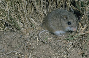 Peromyscus polionotus, the oldfield mouse a.k.a. beach mouse
