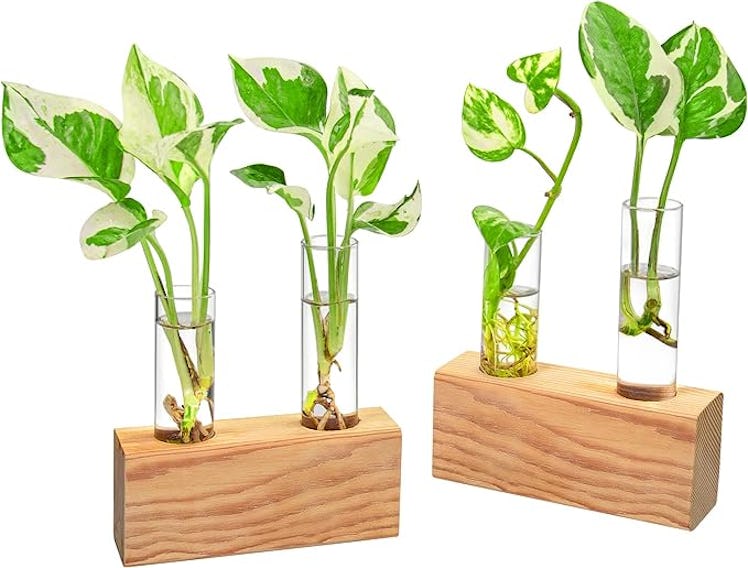 Ivolador Test Tube Plants Terrariums in Wooden Stands