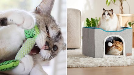 Weird, clever things that make your cat less pissy 