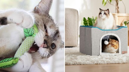 Weird, clever things that make your cat less pissy
