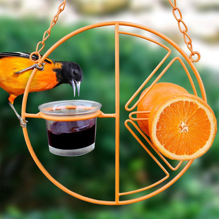  Heath Outdoor Products Clementine Oriole Feeder