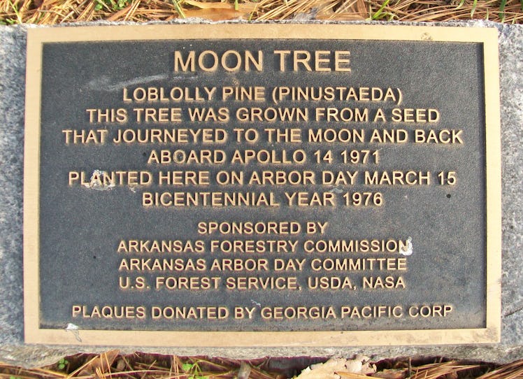 plaque identifying a Moon tree