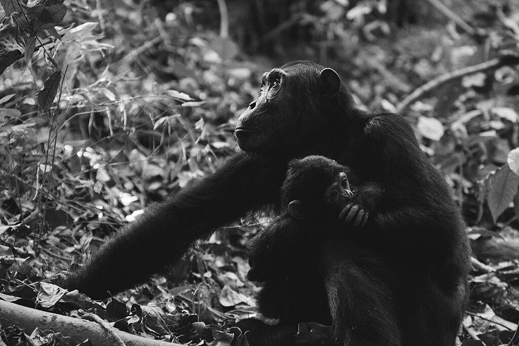 What The Animal Kingdom’s Most Playful Adults Teach Us About Development