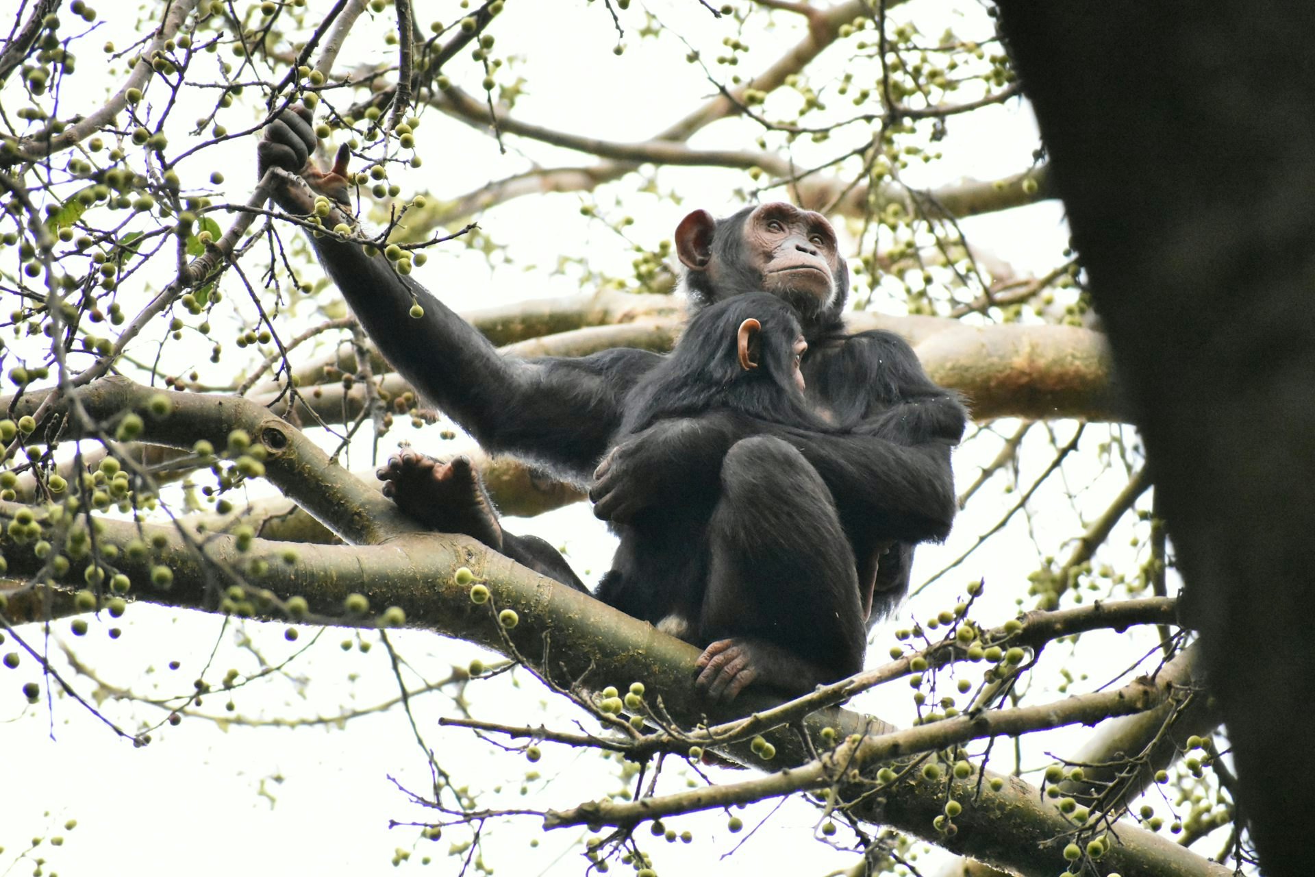 What The Animal Kingdom’s Most Playful Adults Teach Us About Development