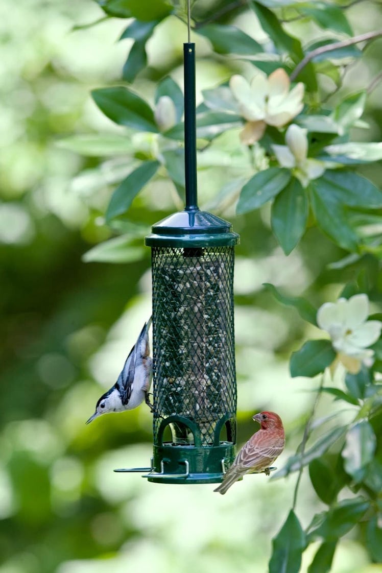 Squirrel Buster Mini Squirrel-Proof Bird Feeder