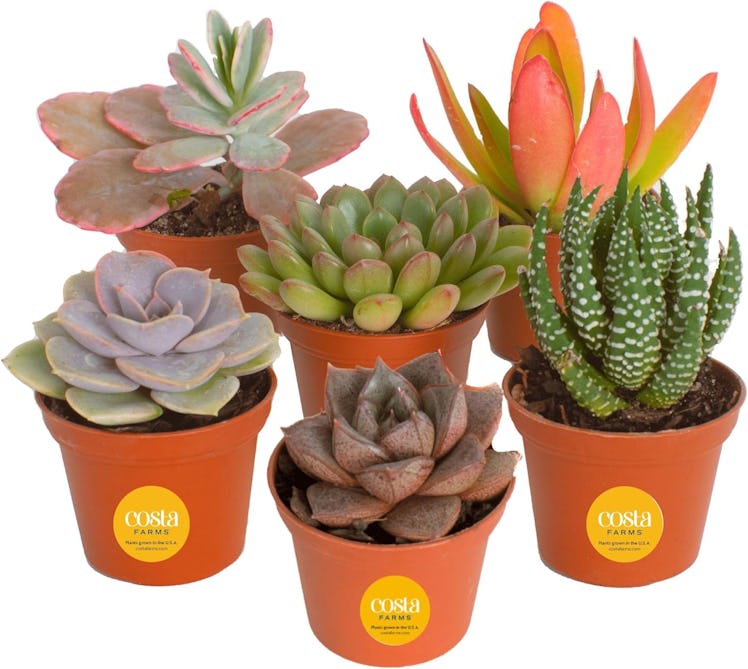 Costa Farms Succulents (6-Pack)